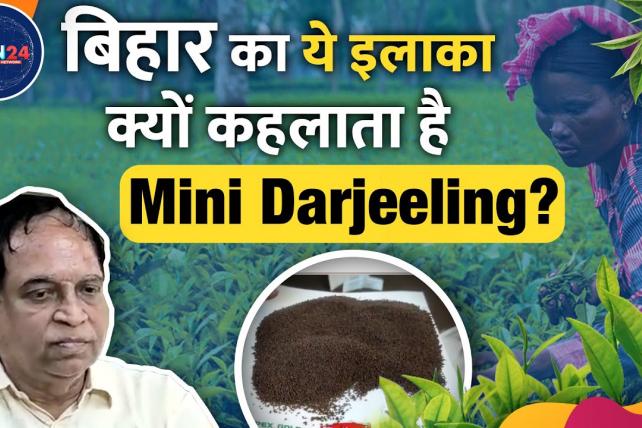 Scope and opportunities in Tea cultivation in Bihar and India.